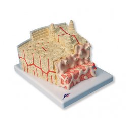 Struktura kosti - 80x zvětšeno