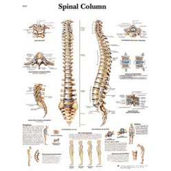 Schéma - lidská páteř - AJ - 50x67 cm